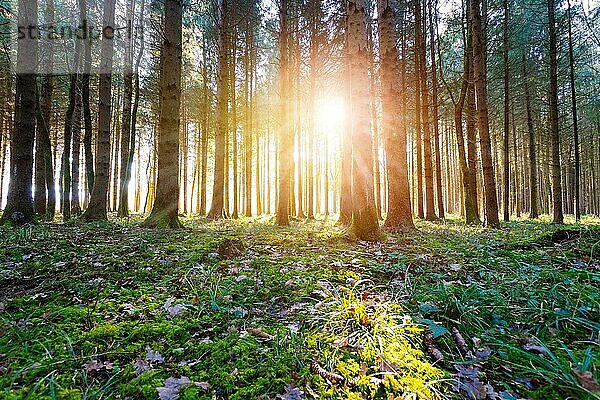 Magischer Sonnenuntergang und Sonnenstrahlen im Wald. Grünes Gras  Baumstämme und Licht