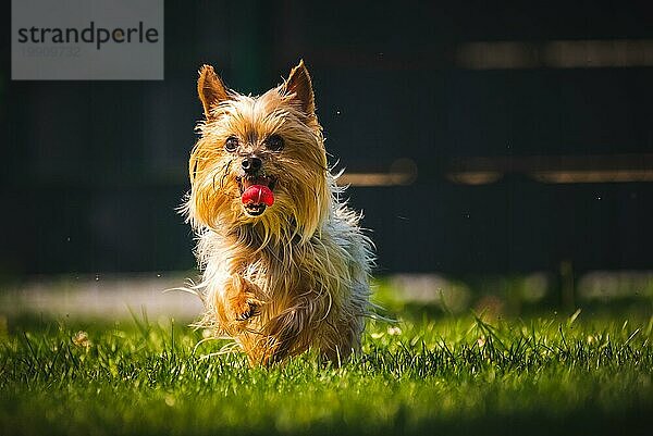 Ein toller Yorkshire Terrier hat Spaß daran  auf die Kamera zuzulaufen. Hundehintergrund