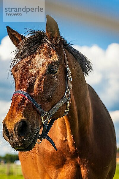 Schönes Pferdeportrait in der Sommersonne im Freien
