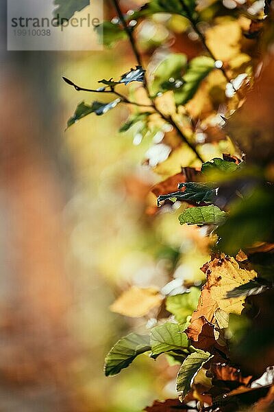 Bunte Blätter im Herbst  unscharfer Hintergrund