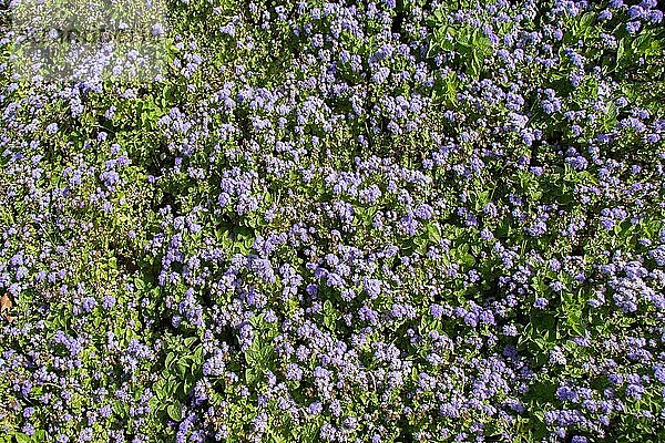 Schöne bunte natürliche Frühlingsblumen als Natur Hintergrund