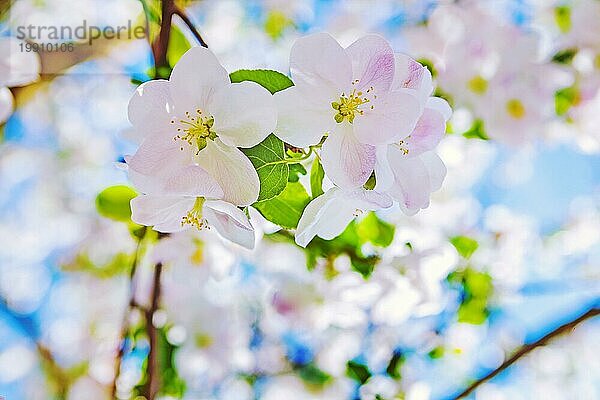 Sehr hellen Blick auf blühende Flovers von Apfelbaum mit bkurred Hintergrund Instagram Stil