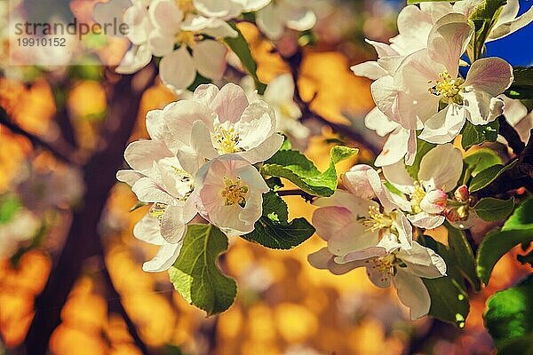 Floral Hintergrund blühenden Blumen von Apfelbaum Instagram Stil