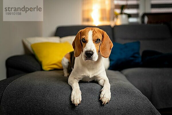 Reinrassiger Beagle liegt auf dem Sofa und schaut in Richtung Kamera. Hundehintergrund
