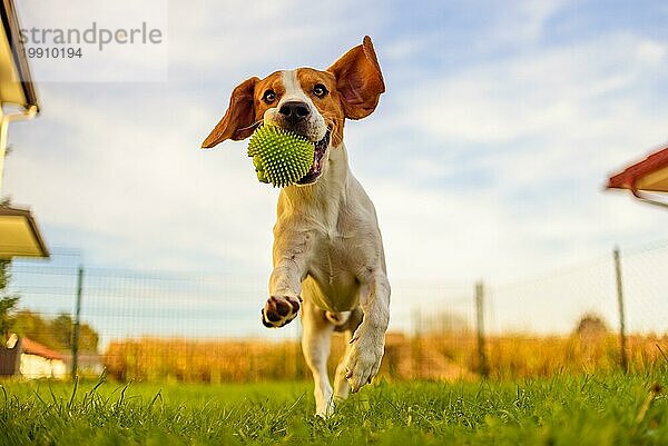 Beagle Hund Spaß im Garten im Freien laufen und springen mit Ball in Richtung Kamera