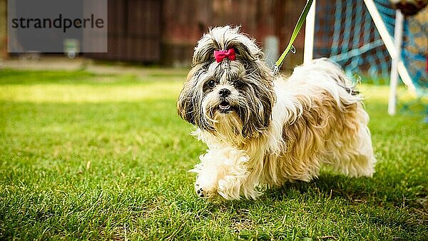 Shih tzu Hund mit roter Schleife auf dem Kopf läuft an der Leine auf grünem Gras