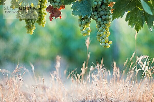 Blaue und grüne Weintrauben auf einem Bauernhof  Abendsonne  Toskana