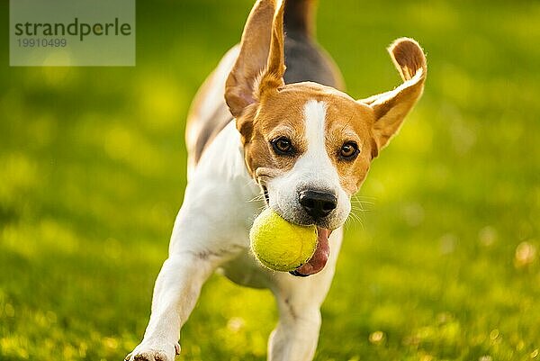 Beagle Hund Spaß im Garten im Freien laufen und springen mit Ball Hund Thema