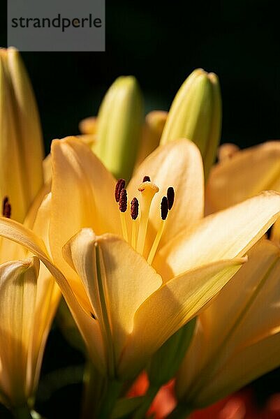 Gelbe Madonnenlilie (Lilium candidum) Blume mit Knospen in der Natur. Hintergrund in der Natur. Detaillierte Nahaufnahme in der Sonne. Selektiver Fokus