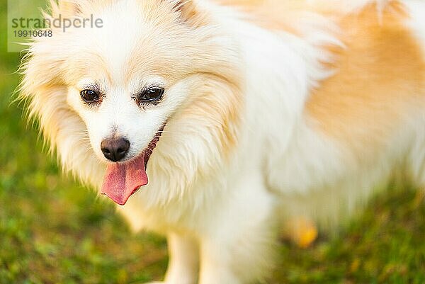 Deutscher Spitz mit herausgestreckter Zunge Portrait. Hund im Sommer Hintergrund