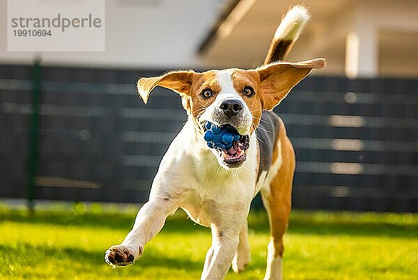 Beagle Hund auf einer Wiese  der mit einem blaün Ball in Richtung der Kamera durch den Garten läuft