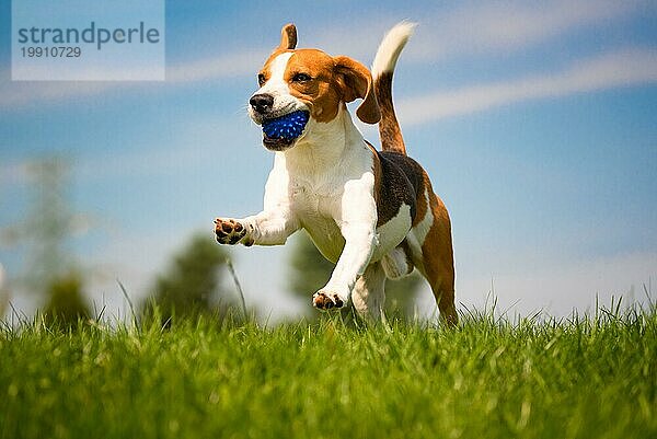 Beagle Hund Spaß auf grünem Gras im Freien laufen und springen mit Ball in Richtung Kamera. Hund Hintergrund