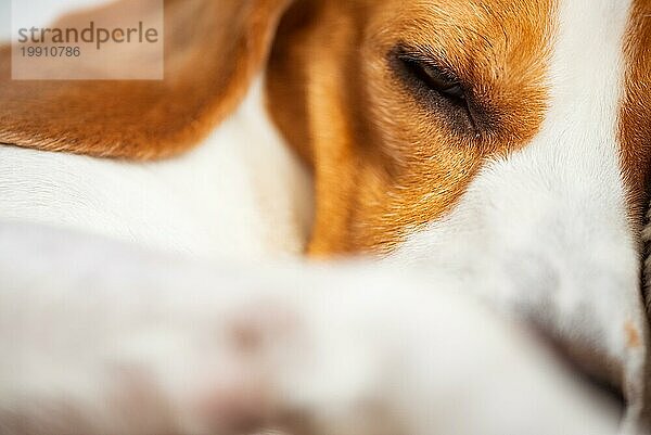 Beagle Hund schlafend  Nahaufnahme schießen Porträt von drei Farben reinrassig