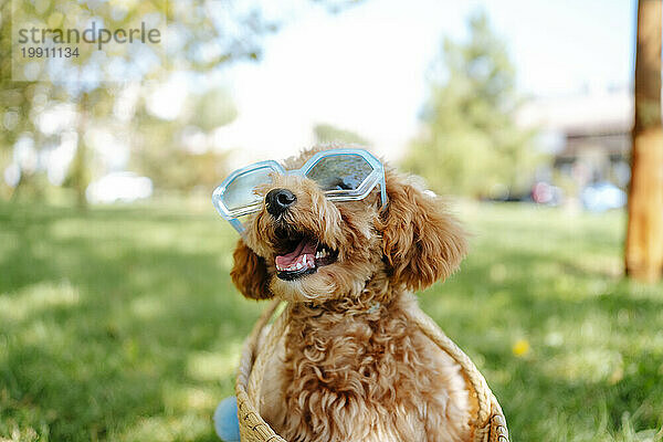 Niedlicher Pudelhund mit Sonnenbrille im Park