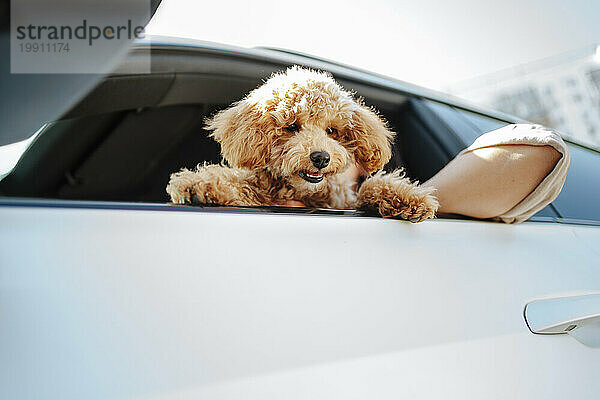 Brown poodle dog looking down from car window