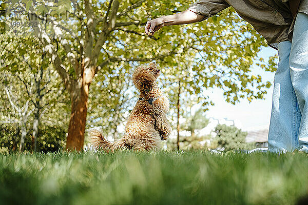 Frau füttert Pudelhund auf Gras im Park