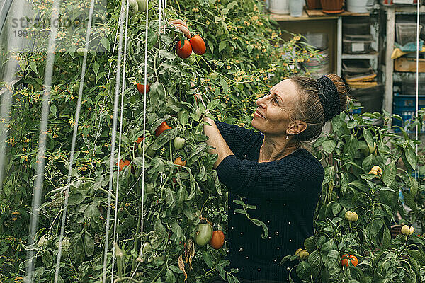 Lächelnde Frau erntet Tomaten im Gemüsegarten