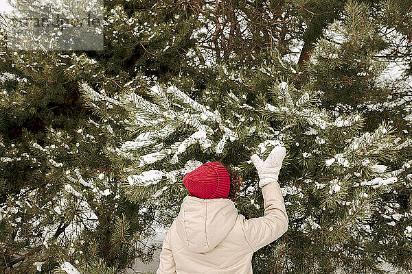 Frau berührt schneebedeckte Fichte im Winterwald