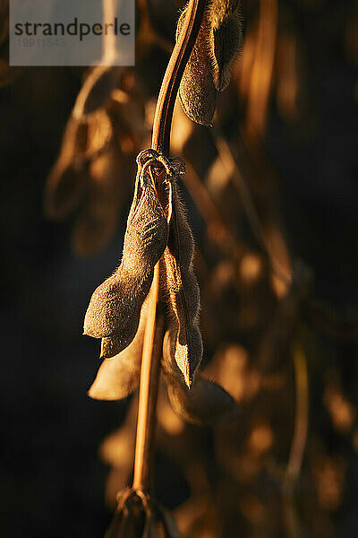 Close-up of soybean growing in field