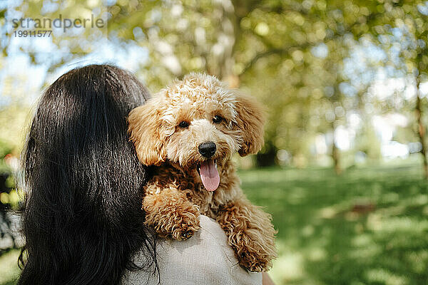 Frau mit langen Haaren trägt Pudelhund im Park