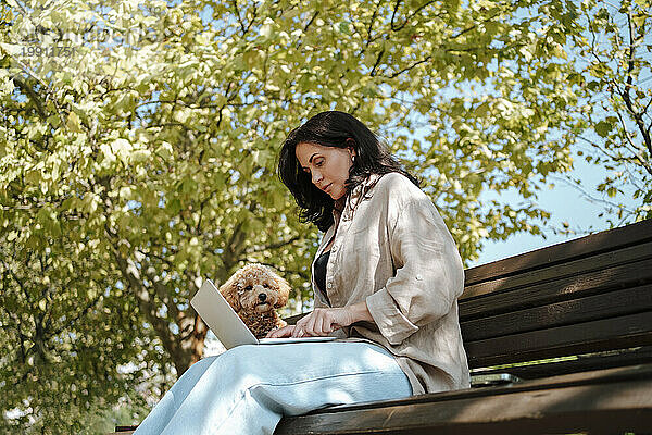 Freelancer using laptop with poodle dog on park bench under tree