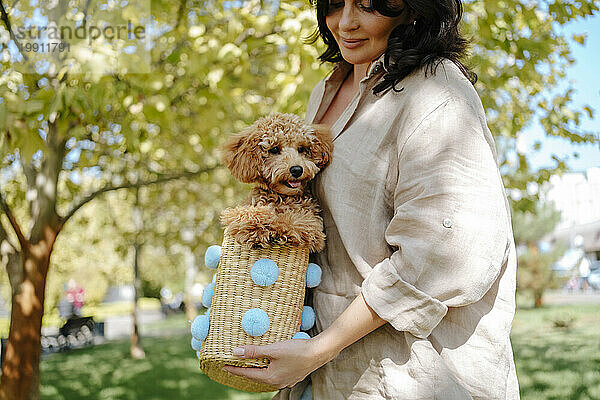 Smiling woman carrying poodle dog in wicker basket at autumn park