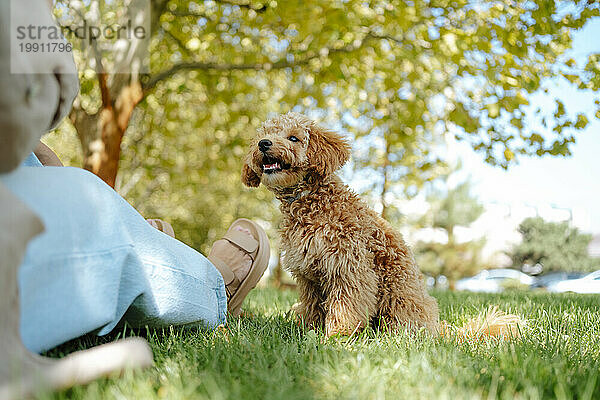 Frau sitzt mit Pudelhund auf Gras im Park