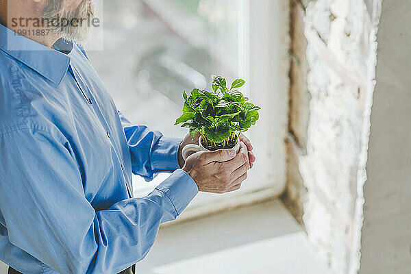 Geschäftsmann hält Pflanze am Fenster
