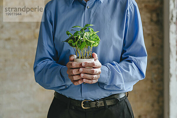 Hände eines Geschäftsmannes  der eine Topfpflanze hält