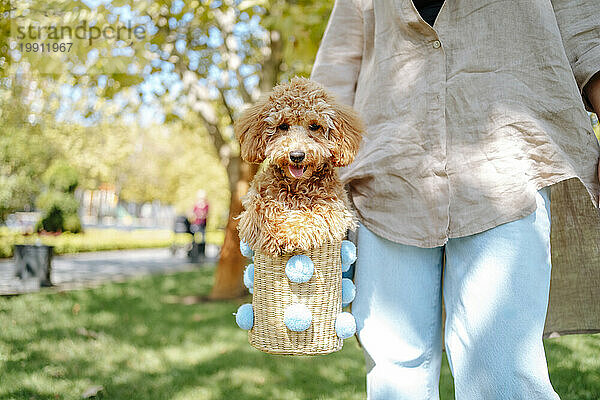 Woman carrying poodle dog in wicker basket and walking at autumn park