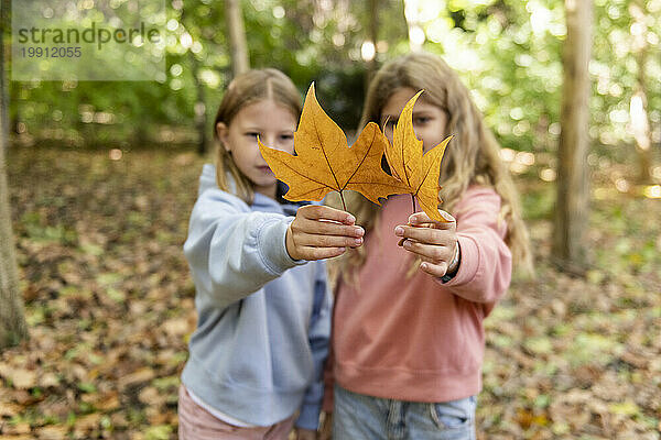 Girls holding maple leaves in park