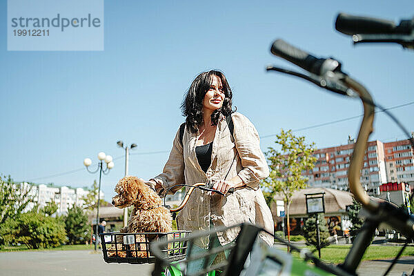 Smiling woman wheeling bicycle with poodle dog sitting in basket