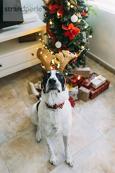 Hund trägt Rentierstirnband und sitzt zu Hause neben dem Weihnachtsbaum