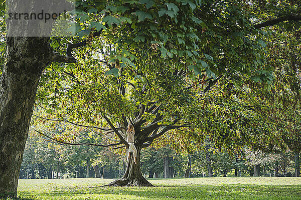 Sorgloser Junge hängt am Baum im Park