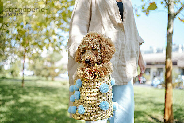 Frau trägt Weidenkorb mit Pudelhund im Herbstpark