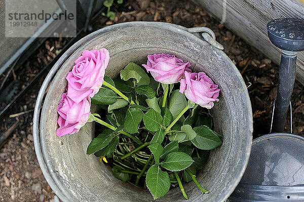 Rosa frisch gepflückte Rosen im Eimer