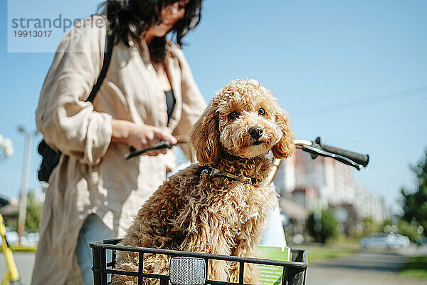 Frau mit Pudelhund sitzt im Fahrradkorb