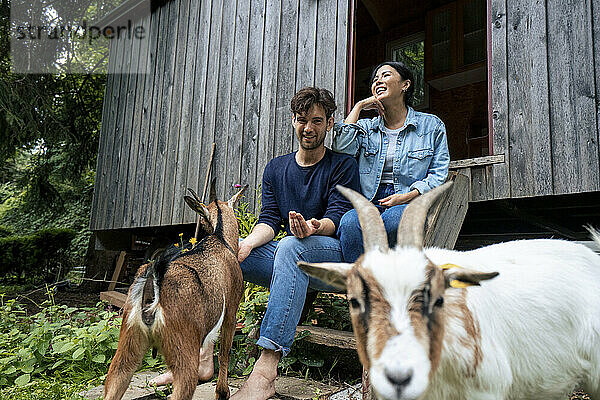 Glückliches Paar sitzt auf Stufen mit Ziegen in der Nähe einer Blockhütte