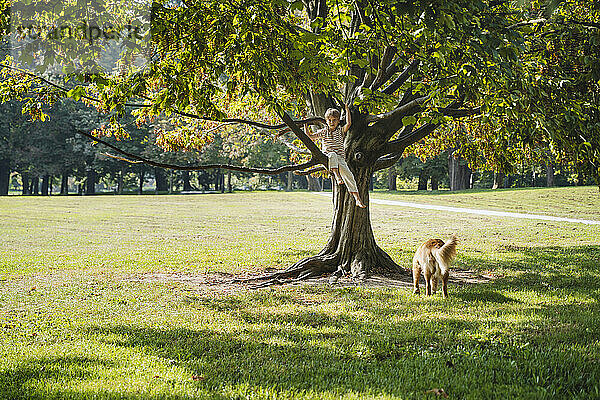 Junge sitzt auf einem Ast im Park