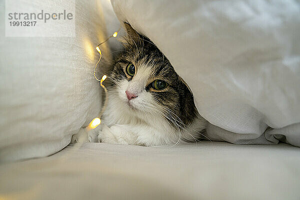 Katze sitzt unter Kissen mit Lichterkette