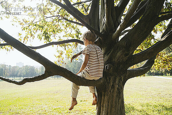 Lonely boy sitting on branch of tree at park