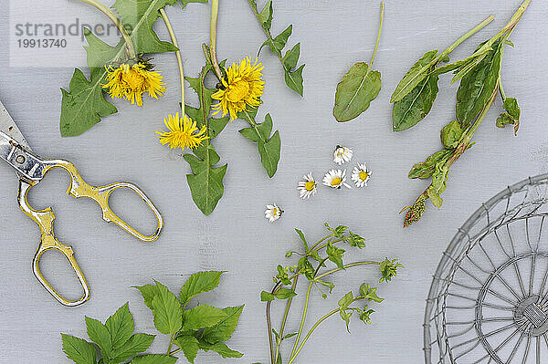 Springtime flowers and herbs flat laid on white surface