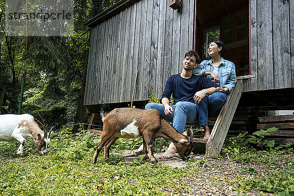 Glückliches Paar sitzt zusammen mit Ziegen  die auf Gras in der Blockhütte grasen