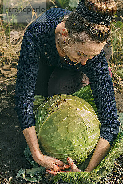 Frau erntet großen Kohl im Gemüsegarten