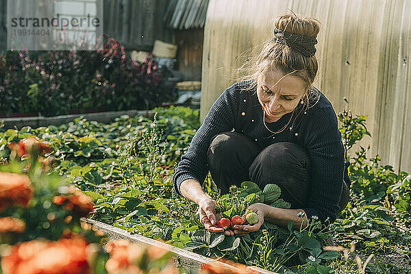 Frau erntet Erdbeeren im Garten