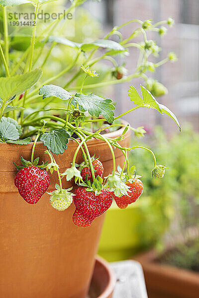 Erdbeeren im Terrakottatopf kultiviert