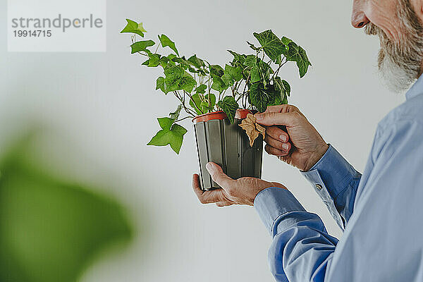 Businessman holding dry ivy leaf over potted plant in front of white wall