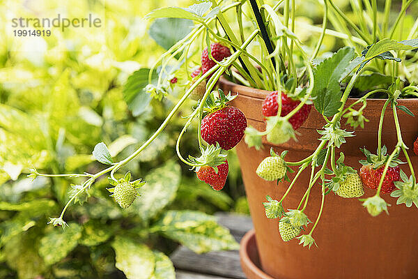 Erdbeeren im Terrakottatopf kultiviert