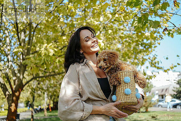 Glückliche Frau trägt Weidenkorb mit Pudelhund im Herbstpark