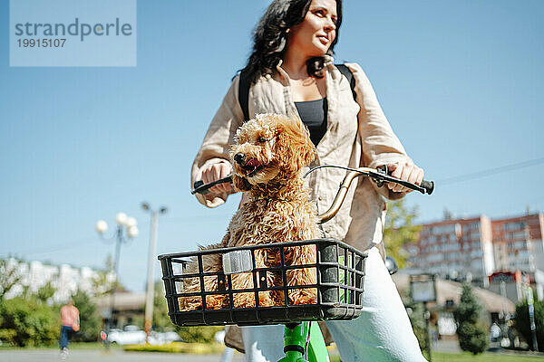 Lächelnde Frau mit Pudelhund im Fahrradkorb an sonnigem Tag